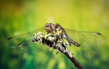 Focus Stacking - Vagrant Darter, Dragonfly, Sympetrum vulgatum