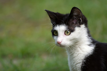 Portrait of cute black and white kitten on green background - place fot text