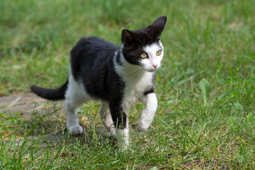 Naklejka na ściany i meble Beautiful black and white kitten walking on the grass