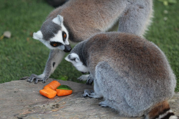 Ring tailed lemur