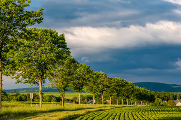 Rows of young green plants on a fertile field with dark soil in warm sunshine under dramatic sky