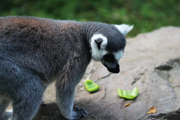 Ring tailed lemur