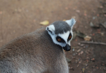 Ring tailed lemur