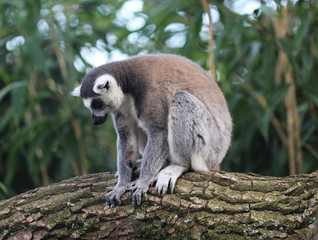 Ring tailed lemur