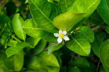 flower of lime on a tree