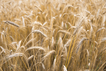 Wheat ears growing in the field