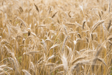 Wheat ears growing in the field