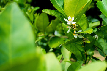 flower of lime on a tree