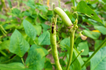 one of a kind of pest on a yard long bean in garden