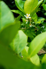 flower of lime on a tree