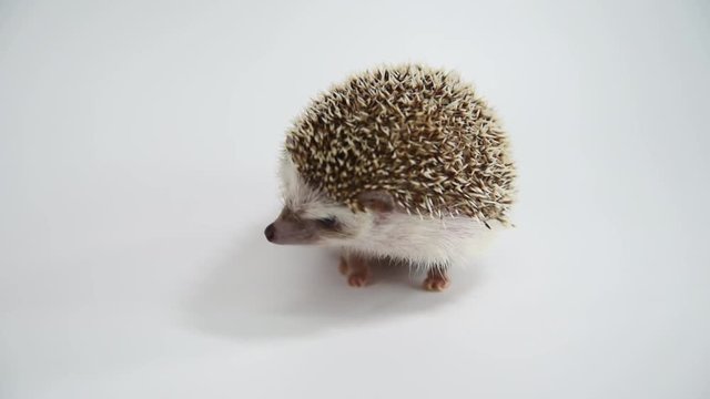 A hedgehog walking over white background.