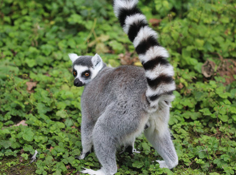Ring tailed lemur