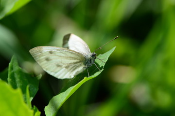 White butterfly on a green leaf