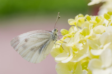 Beautiful white butterfly on a flower