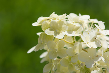 Hydrangea in a summer garden