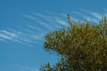 Willow tree and sky with many line clouds.