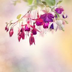 Fototapety  Czerwone i fioletowe kwiaty fuksji