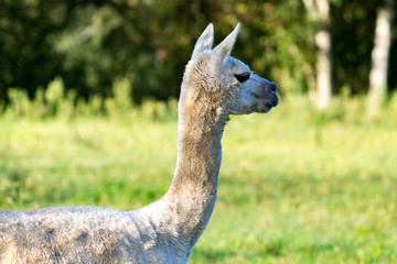 Alpaca in a green farm meadow