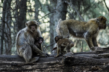 famiglia di scimmia sulle montagne dell'atlante