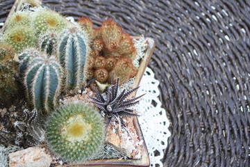 Composizione di piante grasse, close up