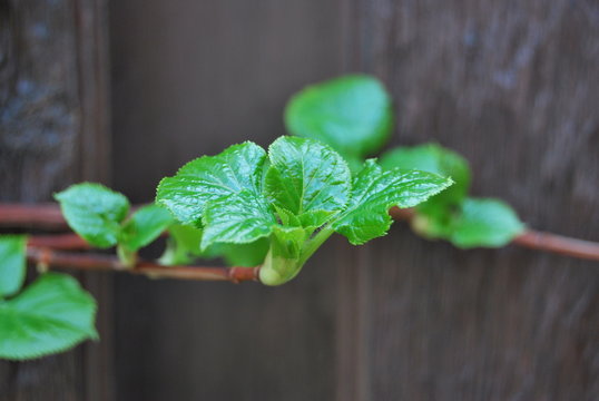 Kletterhortensie (Hydrangea petiolaris) - junge Triebe am Zaun