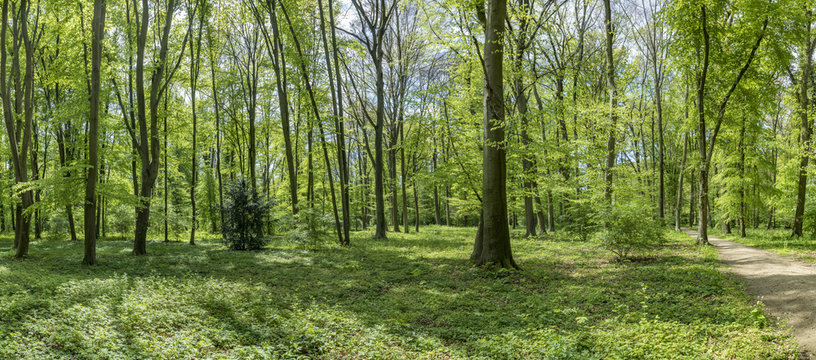 Fototapeta forest in the park of wilhelmsbad