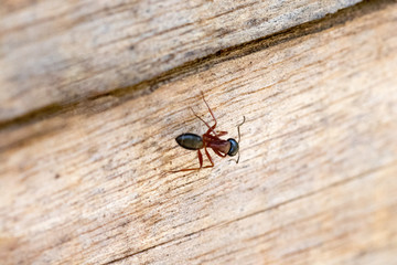 Big lone ant on a wooden bench