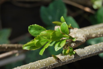 Forsythie (Forsythia × intermedia) - Austrieb, junge Triebe im Sonnenlicht