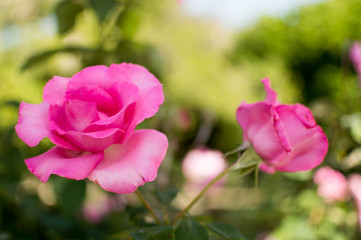 Obraz premium Pink Roses