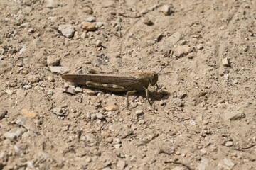 Patiently waiting Orthoptera on a sandy path