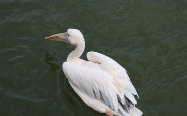 great white pelican (Pelecanus onocrotalus)