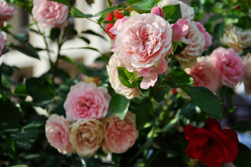 tender pink flowers