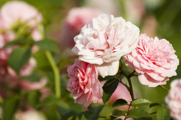 Fototapeta premium tender pink flowers