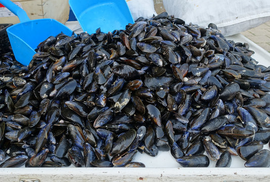 vente de moules