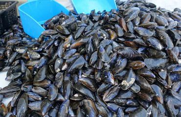Vente de moules