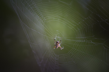 Araignée - Spider