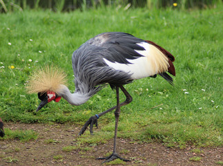 grey crowned crane (Balearica regulorum)