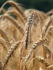 Gerstenähren im Feld