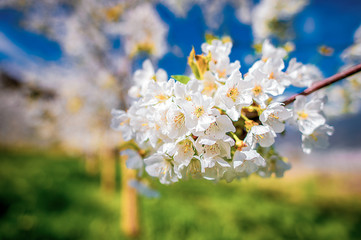 Obraz premium Fioritura del ciliegio