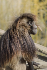 Monkey baboon gelada sitting