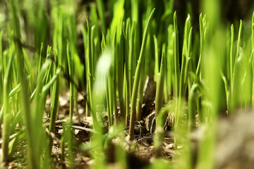grren grass macro