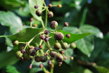 Efeu (Hedera helix) - unreife Beeren im Sonnenlicht