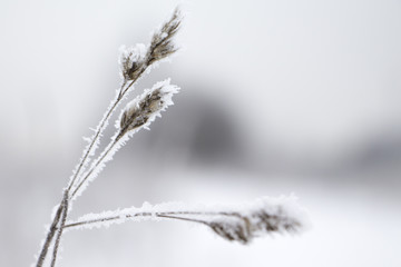 hoarfrost on a plant