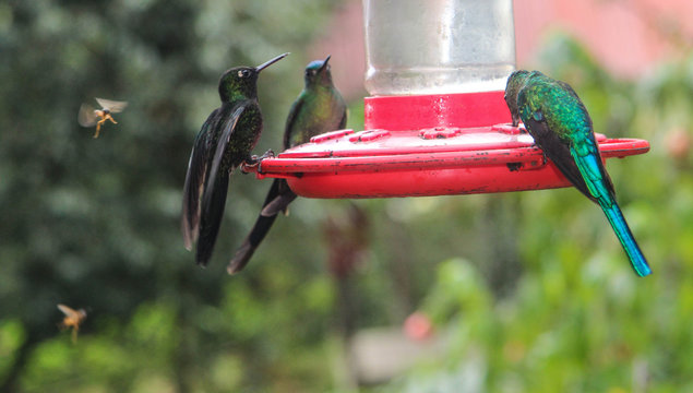 Colibri birds in the Cocora valley of Colombia