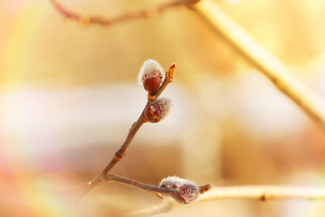 tree branch in spring