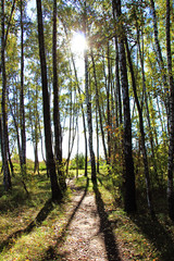 forest trees