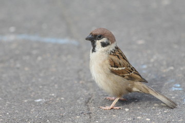sparrow