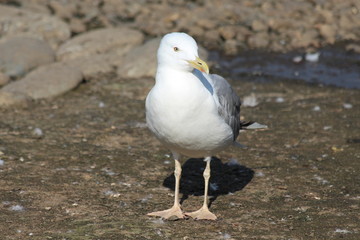 seagull
