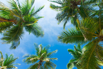 Fototapeta na wymiar Palm trees low angle view