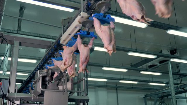A factory assembly for chicken breast cutting and transporting at meet processing plant. 4K.